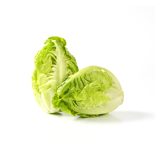 Lechuga-Little-Gem-1